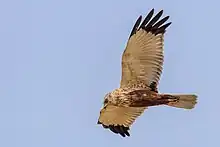 Photo d'un adulte en vol : l'intrados de ses ailes est gris argenté avec des extrémités noires.