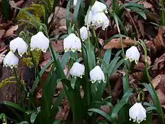 Fleurs et feuilles de Leucojum vernum, la Nivéole de printemps