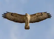 Photographie d'une buse, en vol plané, les ailes déployées. Elle est vue par en-dessous.