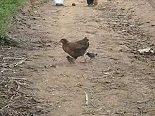 Mère poule et ses à Hikoadjom