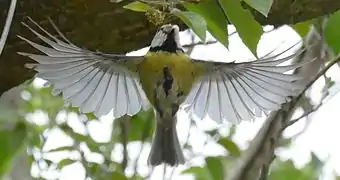 Adulte en vol dans un environnement couvert, avec des sacs fécaux de ses petits dans le bec.