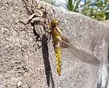 Métamorphose de libellule sortant de son exuvie.