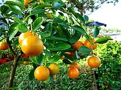 Citrus japonica (« kumquat »)