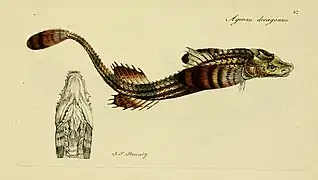 Leptagonus decagonus