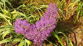 Muscari comosum 'Plumosum'