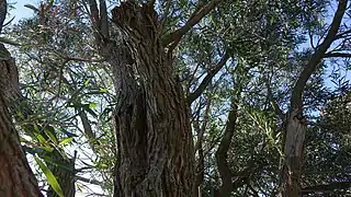 Tronc et écorce d'arbre mûr.