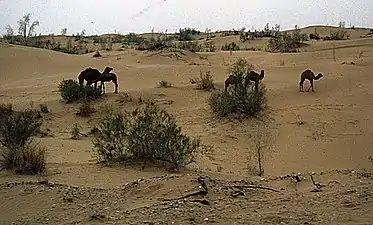 Chameaux dans le désert en avril 1992.