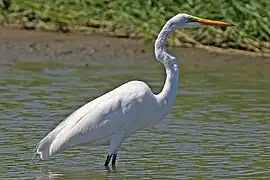 Grande Aigrette.