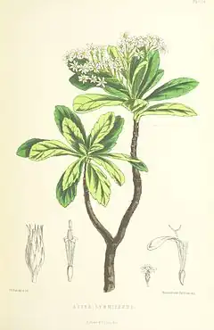 Description de l'image MELLISS(1875) p383 - PLATE 38 - Aster Gummiferus.jpg.