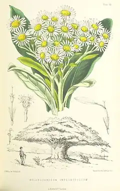 Description de l'image MELLISS(1875) p391 - PLATE 40 - Melanodendron Integrifolium.jpg.