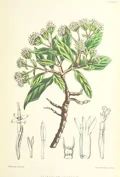 Description de l'image MELLISS(1875) p399 - PLATE 42 - Pretobium Arboreum.jpg.