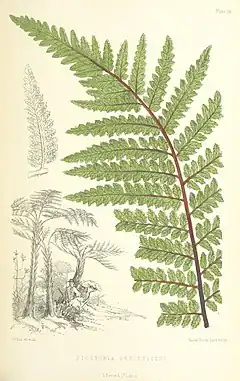 Description de l'image MELLISS(1875) p471 - PLATE 54 - Dicksonia Arborescens.jpg.