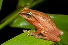 Description de l'image MG 0441 SaurabhSawant Raorchestes-travancoricus Munnar.jpg.