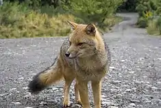 Vulpes