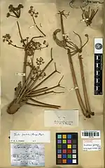 Photo d'une planche d'herbier, datée du 12 avril 1842, avec des fragments d'une ombelle centrale et d'ombelles latérales en fleurs et plusieurs étiquettes de détermination, dont l'une désignant le spécimen comme syntype.