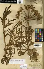 Photo d'une planche d'herbier, datée du 12 avril 1842, avec le sommet d'une tige feuillée portant une ombelle en fruit, et plusieurs étiquettes de détermination, dont l'une désignant le spécimen comme syntype.