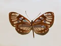 Ithomia avella