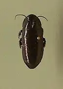 Cryptocercus garciai (Cryptocercidae)