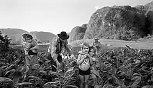 Récolte du tabac, Vallée de Viñales, Cuba (2002)