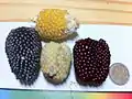 Le maïs Fraise et ses variantes multicolores.