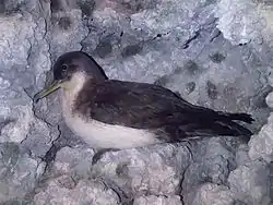 Photographie couleur d'un oiseau, dans les rochers, de profil gauche.