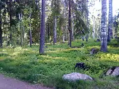 Maarukanmetsä.