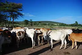 Troupeau masaï