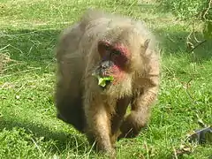 Macaque à face rouge.