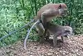 Macaques crabiers