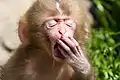 Jeune macaque (macaca fuscata) bâillant.
