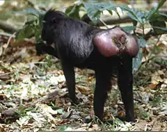 La peau sexuelle de certains primates.