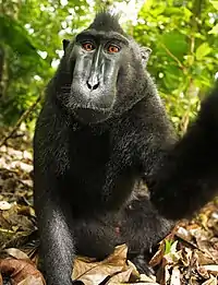 Autoportrait d'un macaque nègre.