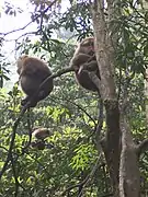 Macaques du Tibet