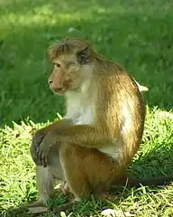 Mâle sur le site d'Anuradhapura.