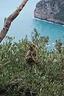 Paysage littoral rocheux avec un singe.