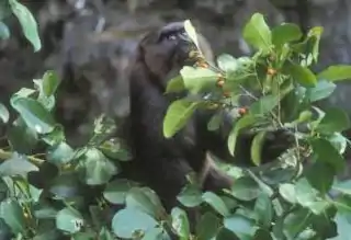 Macaque maure se nourrissant en forêt.