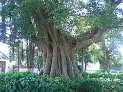 Banyan