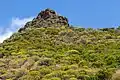 Végétation buissonnante à altitudes moyennes dans le massif d'Anaga.