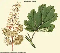 Description de l'image Macleaya cordata (Curtis).jpg.