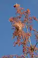 Panicules florales