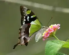 Description de l'image Macleays Swallowtail Lam08.JPG.