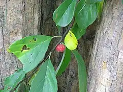 Écorce, feuilles et fruit