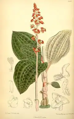 Description de l'image Macodes petola (as Macodes javanica) - Curtis' 115 (Ser. 3 no. 45) pl. 7037 (1889).jpg.