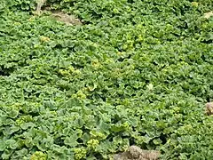 Flore, en bordure de plage.