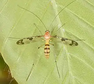 Macrocera sp. (Géorgie, USA)