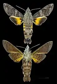 Macroglossum