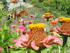 Moro-sphinx butinant les fleurs de Zinnia violacea dans un jardin