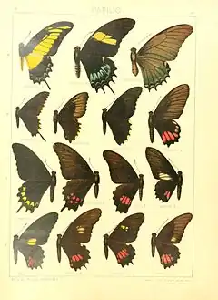 Papilio hyppason femelle, deux formes (2e et 3e ligne à droite)