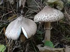 Macrolepiota mastoidea