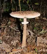 Macrolepiota procera